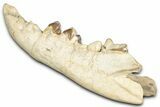 Fossil Hyaenodon Mandible - South Dakota #342304-2